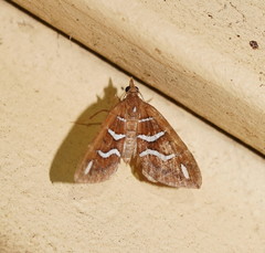 Chaetolopha niphosticha