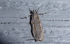 Scoparia indistinctalis