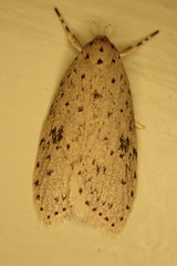 Garrha atripunctatella