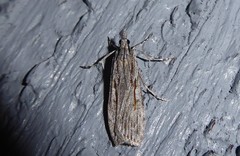 Scoparia indistinctalis