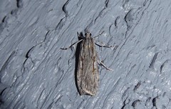 Scoparia indistinctalis