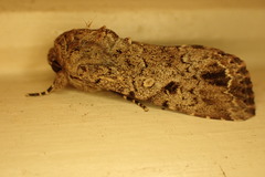 Spodoptera umbraculata