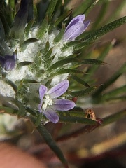 Eriastrum abramsii