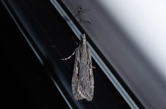 Scoparia indistinctalis