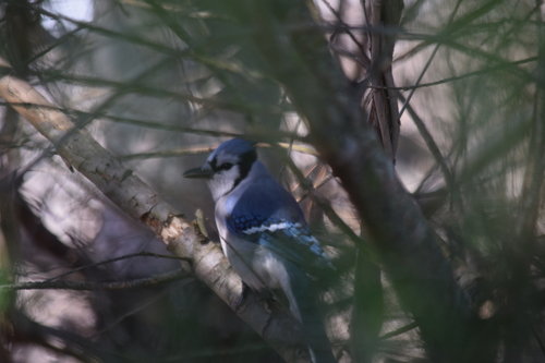 Blue Jay photographed in Delaware