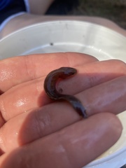 Necturus punctatus