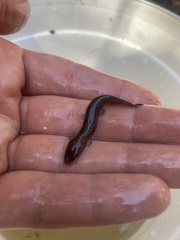 Necturus punctatus