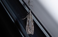 Scoparia indistinctalis