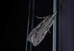 Scoparia indistinctalis