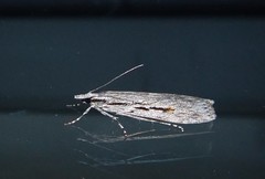 Scoparia indistinctalis