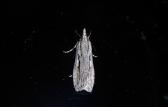 Scoparia indistinctalis
