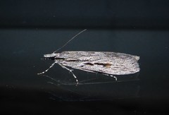 Scoparia indistinctalis