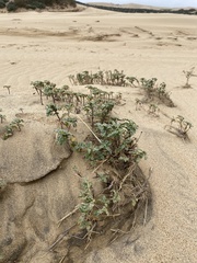 Monardella undulata