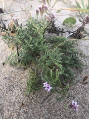 Stevia satureiifolia