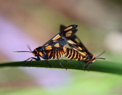 Amata trigonophora