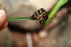 Amata trigonophora