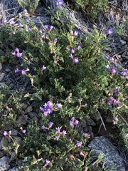 Astragalus nuttallianus micranthiformis