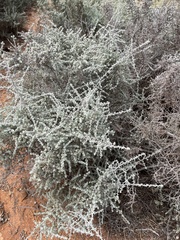 Maireana pyramidata