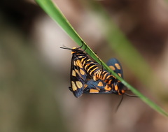 Amata trigonophora