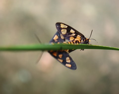 Amata trigonophora