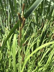Carex shortiana