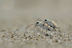 Chaetodera albina