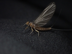 Ephemerella subvaria