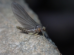 Ephemerella subvaria