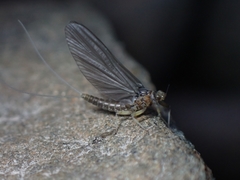 Ephemerella subvaria