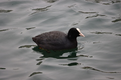 Fulica atra