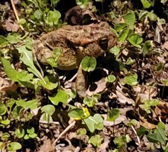 Anaxyrus terrestris