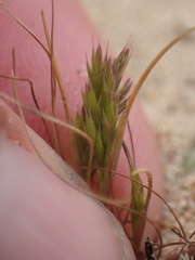 Festuca octoflora