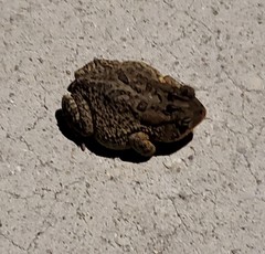 Anaxyrus terrestris