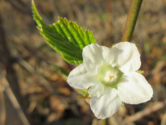 Rubus corchorifolius