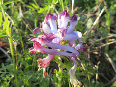 Corydalis incisa