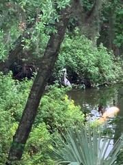 Ardea herodias