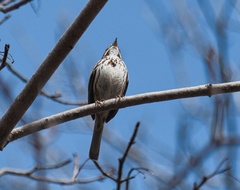 Melospiza melodia