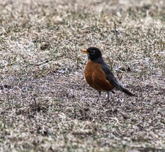 Turdus migratorius
