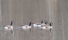 Branta canadensis