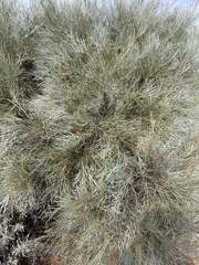 Acacia papyrocarpa