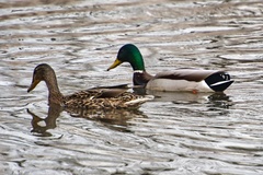 Anas platyrhynchos