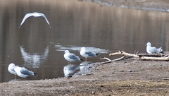 Larus delawarensis