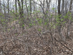Philadelphus inodorus