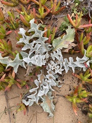 Cirsium rhothophilum