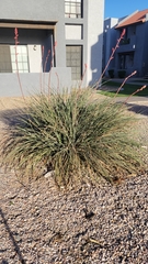 Hesperaloe parviflora