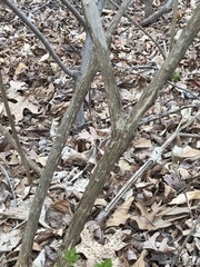 Philadelphus inodorus