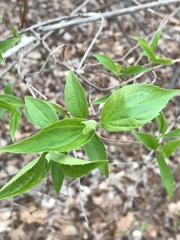 Philadelphus inodorus
