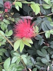 Calliandra tergemina emarginata