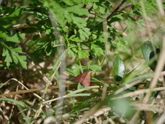 Pyrausta laticlavia image