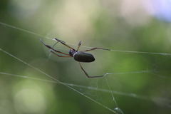 Trichonephila clavipes
